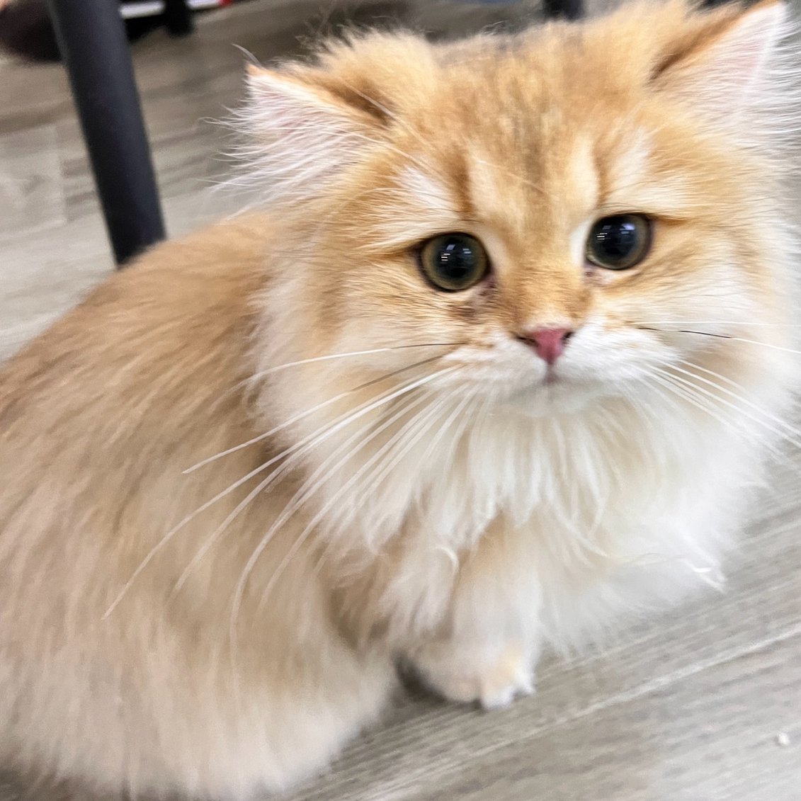 浙江les-温州拉拉-交织